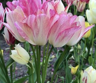 Тюльпан Кэнди Клаб (Tulipa Candy Club)