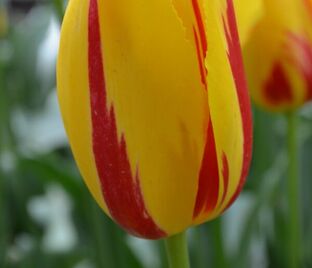 Тюльпан Ла Куртин (Tulipa La Courtine)