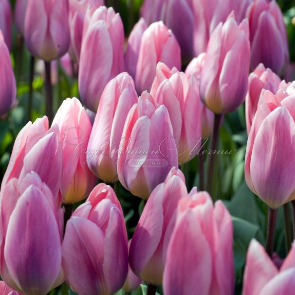 Тюльпан Лайт энд Дрими (Tulipa Light and Dreamy) - фото 1