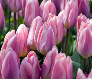 Тюльпан Лайт энд Дрими (Tulipa Light and Dreamy) — фото 1