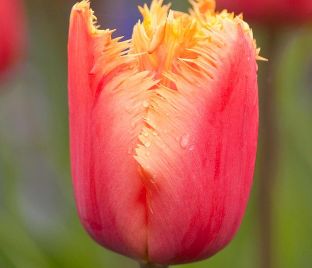 Тюльпан Ламбада (Tulipa Lambada)