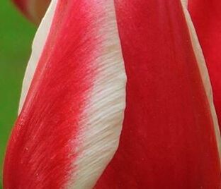 Тюльпан Лейт Спринг Сюрпрайз (Tulipa Late Spring Surprise) — фото 1