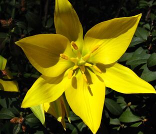 Тюльпан лесной (Tulipa sylvestris)