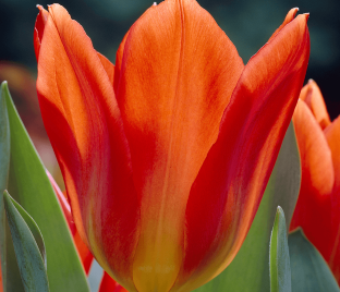 Тюльпан Либерейшн (Tulipa Liberation)