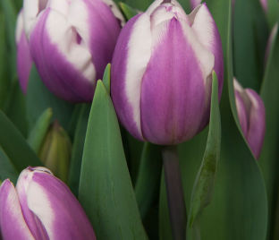 Тюльпан Либрие (Tulipa Librije) — фото 1