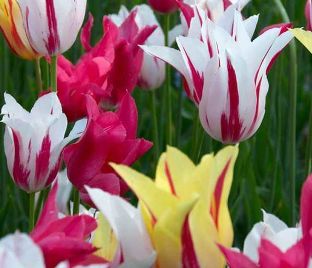 Тюльпан лилиецветный Микс (Tulipa Lily Flowering Mix) — фото 1