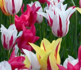 Тюльпан лилиецветный Микс (Tulipa Lily Flowering Mix) — фото 1