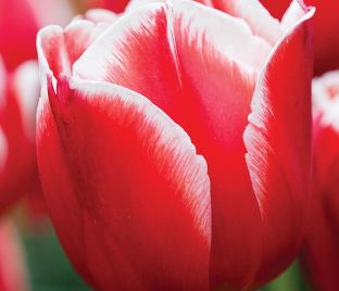 Тюльпан Лин ван де Марк (Tulipa Leen Van Der Mark) — фото 1