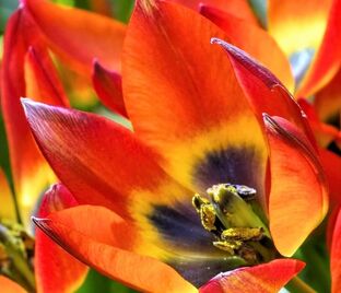 Тюльпан Литтл Принцесс (Tulipa Little Princess) — фото 1