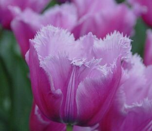 Тюльпан Лувр (Tulipa Louvre)