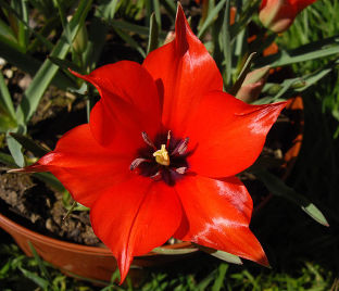 Тюльпан льнолистный (Tulipa linifolia)