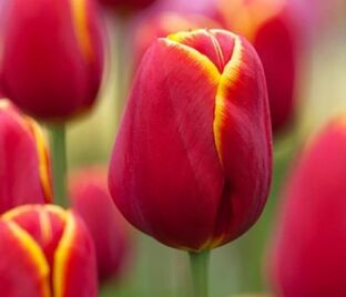 Тюльпан Май Фейворит Топпинг (Tulipa My Favourite Topping) — фото 1