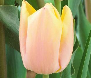 Тюльпан Манго Шарм (Tulipa Mango Charm)