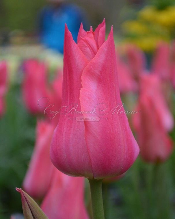 Тюльпан Мариетта (Tulipa Mariette) - фото 1