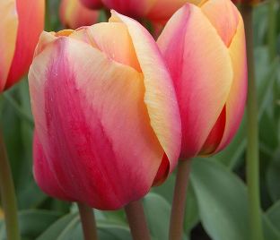 Тюльпан Марит (Tulipa Marit) — фото 1