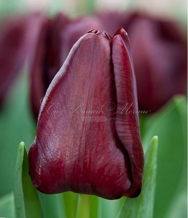 Тюльпан Маскара (Tulipa Mascara) - фото 1