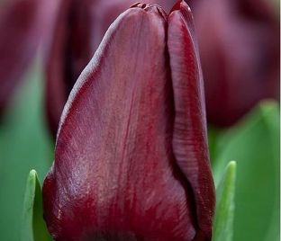 Тюльпан Маскара (Tulipa Mascara) — фото 1