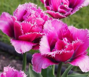 Тюльпан Маскотт (Tulipa Mascotte) — фото 1
