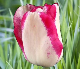 Тюльпан Мата Хари (Tulipa Mata Hari)