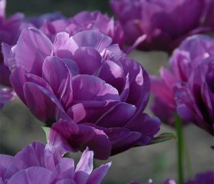 Тюльпан Махровый Голубой (Tulipa Double Blue)