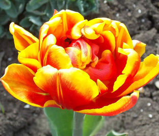 Тюльпан Махровый Желто-красный (Tulipa Double Yellow-Red)