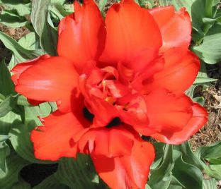 Тюльпан Махровый Красный (Tulipa Double Red)