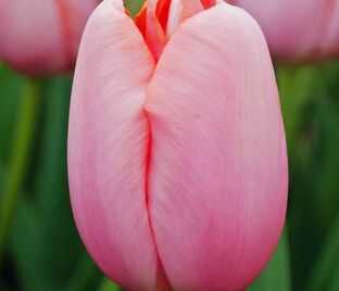 Тюльпан Ментон (Tulipa Menton) — фото 1