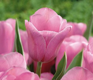 Тюльпан Мистресс (Tulipa Mistress) — фото 1