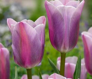 Тюльпан Мистресс Мистик (Tulipa Mistress Mystic) — фото 1