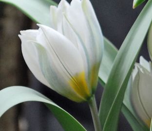 Тюльпан многоцветный (Tulipa polychroma)