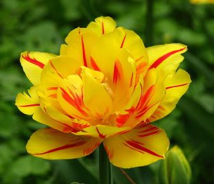 Тюльпан Монселла (Tulipa Monsella)
