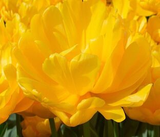 Тюльпан Монте Карло (Tulipa Monte Carlo)
