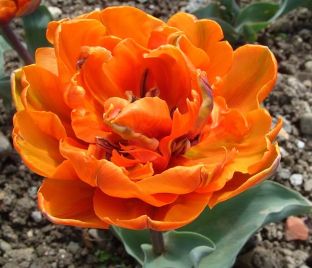 Тюльпан Монте Оранж (Tulipa Monte Orange)