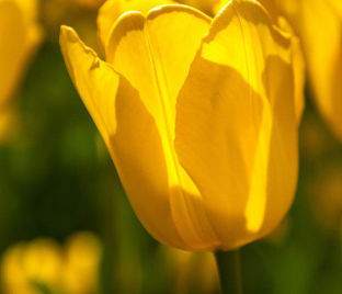 Тюльпан Мускадет (Tulipa Muscadet) — фото 1