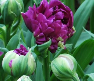 Тюльпан Негрита Дабл (Tulipa Negrita Double)