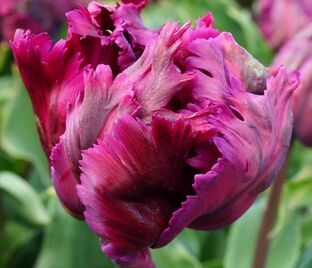 Тюльпан Негрита Пэррот (Tulipa Parrot Negrita) — фото 1