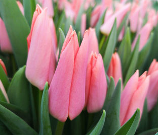 Тюльпан Непер (Tulipa Neper) — фото 1