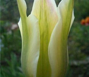 Тюльпан Нью Хистори (Tulipa New History)