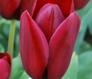 Тюльпан Нэйшнал Велвет (Tulipa National Velvet)