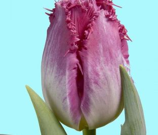 Тюльпан Оксер (Tulipa Auxerre) — фото 1