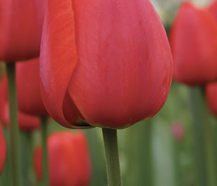 Тюльпан Оксфорд (Tulipa Oxford) — фото 1