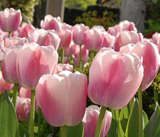 Тюльпан Оллиуле (Tulipa Ollioules) — фото 1
