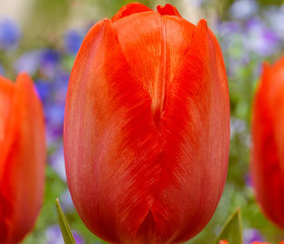 Тюльпан Оранж ван Эйк (Tulipa Orange van Eijk)