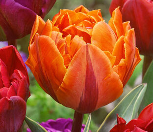 Тюльпан Оранж Принцесс (Tulipa Orange Princess) — фото 1