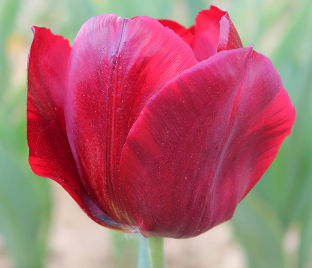 Тюльпан Паллада (Tulipa Pallada) — фото 1