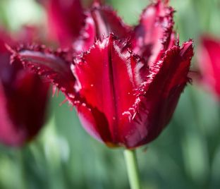 Тюльпан Пасифик Перл (Tulipa Pacific Pearl)