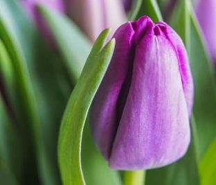 Тюльпан Пёрпл Принс (Tulipa Purple Prince) — фото 1