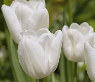 Тюльпан Пим Фортун (Tulipa Pim Fortuyn)