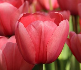 Тюльпан Пинк Импрешн (Tulipa Pink Impression)