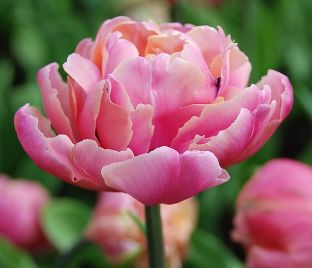 Тюльпан Пинк Стар (Tulipa Pink Star)